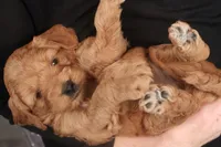 Daphne, a female Miniature Goldendoodle for sale in Fountain Inn, SC – Photo 2 of 10