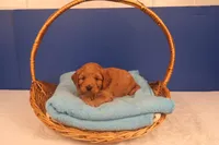 Daphne, a female Miniature Goldendoodle for sale in Fountain Inn, SC – Photo 10 of 10