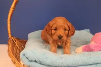 Daphne, a female Miniature Goldendoodle for sale in Fountain Inn, SC – Photo 1 of 10