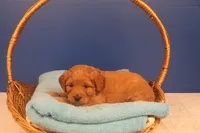 Daphne, a female Miniature Goldendoodle for sale in Fountain Inn, SC – Photo 8 of 10