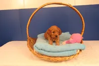 Daphne, a female Miniature Goldendoodle for sale in Fountain Inn, SC – Photo 6 of 10