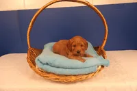 Daphne, a female Miniature Goldendoodle for sale in Fountain Inn, SC – Photo 9 of 10
