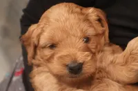 Daphne, a female Miniature Goldendoodle for sale in Fountain Inn, SC – Photo 7 of 10