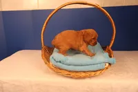 Daphne, a female Miniature Goldendoodle for sale in Fountain Inn, SC – Photo 5 of 10