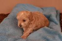 Abby, a female Maltipoo for sale in Fountain Inn, SC – 6 of 10