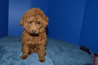 Bear, a male Poodle - Toy  for sale in Fountain Inn, SC – 7 of 8