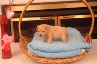 Chase, a male Maltipoo for sale in Fountain Inn, SC – Photo 7 of 10