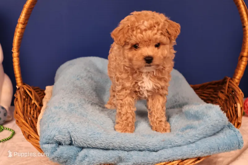 Chase – Maltipoo puppy for sale in Fountain Inn, SC