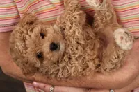 Chase, a male Maltipoo for sale in Fountain Inn, SC – Photo 9 of 10