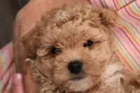 Chase, a male Maltipoo for sale in Fountain Inn, SC – Photo 6 of 10