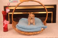 Chase, a male Maltipoo for sale in Fountain Inn, SC – Photo 1 of 10