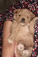 Chase, a male Maltipoo for sale in Fountain Inn, SC – Photo 4 of 10