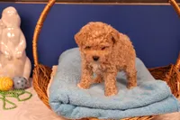 Chase, a male Maltipoo for sale in Fountain Inn, SC – Photo 7 of 10