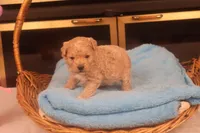Chase, a male Maltipoo for sale in Fountain Inn, SC – Photo 8 of 10
