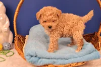 Chase, a male Maltipoo for sale in Fountain Inn, SC – Photo 5 of 10