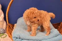 Chase, a male Maltipoo for sale in Fountain Inn, SC – Photo 8 of 10