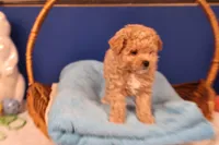 Chase, a male Maltipoo for sale in Fountain Inn, SC – Photo 2 of 10