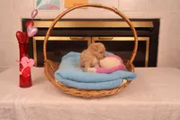 Chase, a male Maltipoo for sale in Fountain Inn, SC – Photo 2 of 10