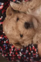 Chase, a male Maltipoo for sale in Fountain Inn, SC – Photo 9 of 10