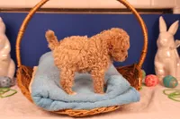 Chase, a male Maltipoo for sale in Fountain Inn, SC – Photo 3 of 10