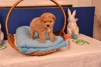 Chase, a male Maltipoo for sale in Fountain Inn, SC – Photo 10 of 10