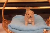 Chase, a male Maltipoo for sale in Fountain Inn, SC – Photo 6 of 10