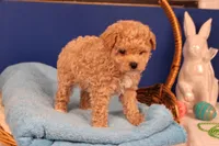 Chase, a male Maltipoo for sale in Fountain Inn, SC – Photo 4 of 10