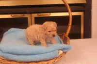 Chase, a male Maltipoo for sale in Fountain Inn, SC – Photo 5 of 10