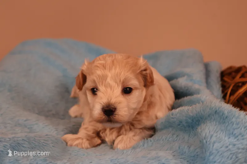Bailey – Maltipoo puppy for sale in Fountain Inn, SC