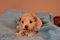 Bailey, a female Maltipoo for sale in Fountain Inn, SC – 1 of 10