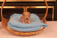 Boo, a male Maltipoo for sale in Fountain Inn, SC – Photo 1 of 10