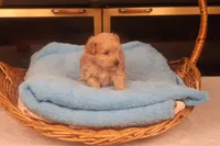 Boo, a male Maltipoo for sale in Fountain Inn, SC – Photo 6 of 10
