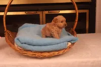 Boo, a male Maltipoo for sale in Fountain Inn, SC – Photo 2 of 10