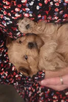 Boo, a male Maltipoo for sale in Fountain Inn, SC – Photo 10 of 10