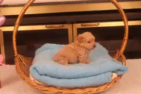 Boo, a male Maltipoo for sale in Fountain Inn, SC – Photo 7 of 10