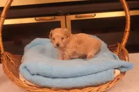 Boo, a male Maltipoo for sale in Fountain Inn, SC – Photo 9 of 10