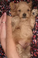 Boo, a male Maltipoo for sale in Fountain Inn, SC – Photo 3 of 10