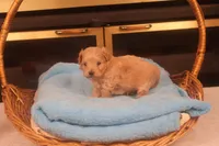 Boo, a male Maltipoo for sale in Fountain Inn, SC – Photo 8 of 10