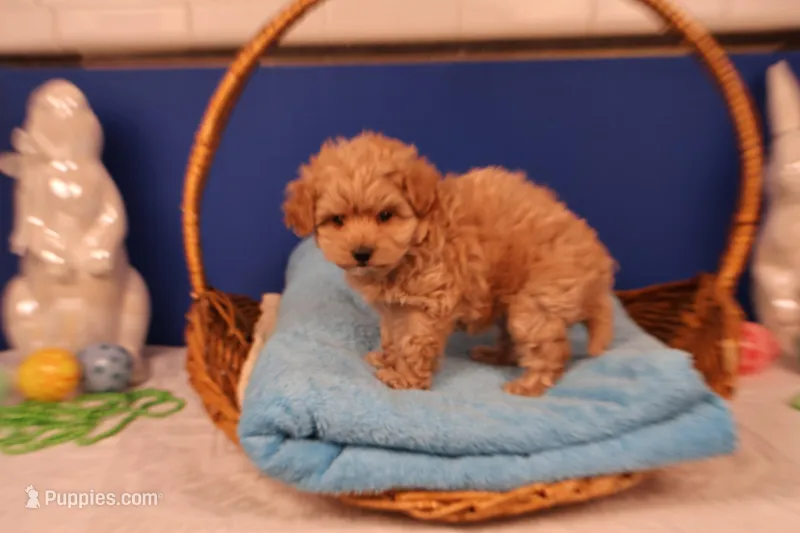 Boo – Maltipoo puppy for sale in Fountain Inn, SC