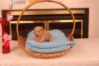 Boo, a male Maltipoo for sale in Fountain Inn, SC – Photo 4 of 10