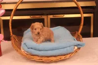Boo, a male Maltipoo for sale in Fountain Inn, SC – Photo 5 of 10