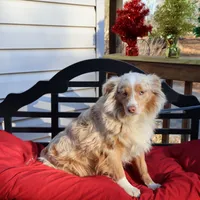 Chloee, a female Miniature Australian Shepherd for sale in Fountain Inn, SC – Photo 4 of 8