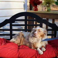 Chloee, a female Miniature Australian Shepherd for sale in Fountain Inn, SC – Photo 8 of 8