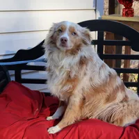 Chloee, a female Miniature Australian Shepherd for sale in Fountain Inn, SC – Photo 3 of 8