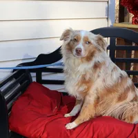 Chloee, a female Miniature Australian Shepherd for sale in Fountain Inn, SC – Photo 5 of 8