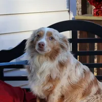 Chloee, a female Miniature Australian Shepherd for sale in Fountain Inn, SC – Photo 2 of 8