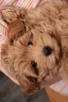 Charlie, a male Maltipoo for sale in Fountain Inn, SC – Photo 7 of 10