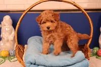 Charlie, a male Maltipoo for sale in Fountain Inn, SC – Photo 2 of 10