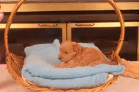 Charlie, a male Maltipoo for sale in Fountain Inn, SC – Photo 7 of 10