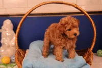 Charlie, a male Maltipoo for sale in Fountain Inn, SC – Photo 5 of 10